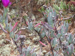 Lampranthus stayneri