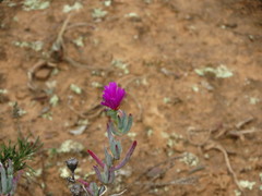 Lampranthus stayneri