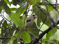 Coccothraustes abeillei