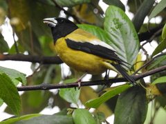 Coccothraustes abeillei