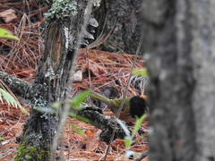 Pipilo maculatus × ocai