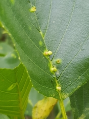 Aceria nalepai