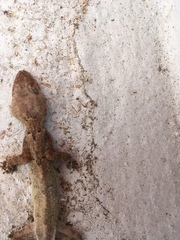 Hemidactylus mabouia