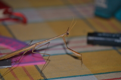Idolomorpha madagascariensis