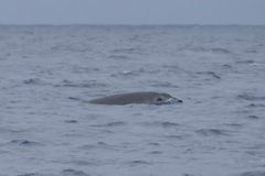 Mesoplodon europaeus