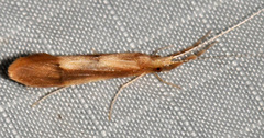 Triaenodes marginatus