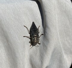 Dicerca tenebrica