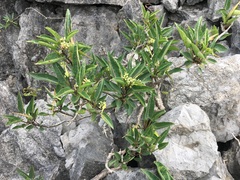 Cynanchum phillipsonianum image