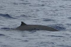 Mesoplodon europaeus