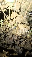 Dorcus parallelipipedus
