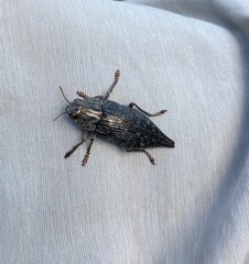 Dicerca tenebrica