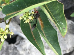 Belonogaster brevipetiolata