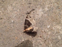 Ecliptopera capitata