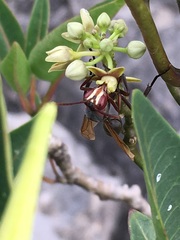Belonogaster brevipetiolata