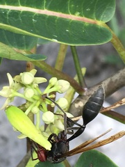 Belonogaster brevipetiolata