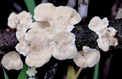 Trametes velutina