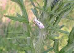 Myelois circumvoluta