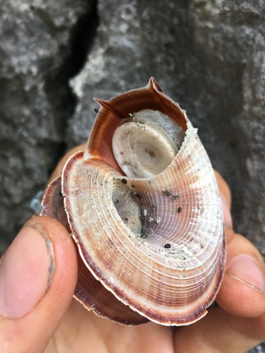 Cuvier Tropid Snail