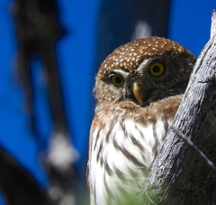 Glaucidium gnoma grinnelli