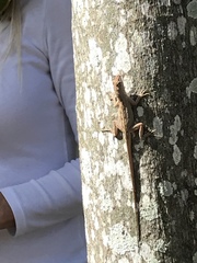 Anolis sagrei