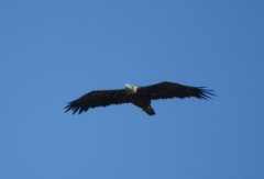 Haliaeetus leucocephalus leucocephalus