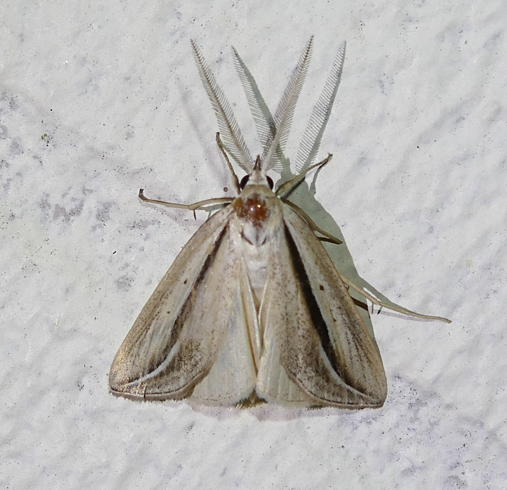 Doryodes latistriga