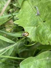 Propylea quatuordecimpunctata
