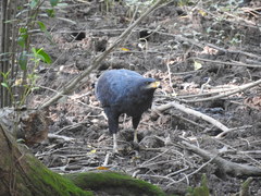 Buteogallus anthracinus anthracinus