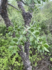 Quiabentia verticillata