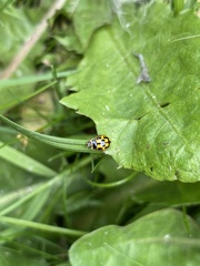 Propylea quatuordecimpunctata
