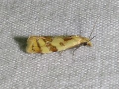 Phtheochroa vitellinana