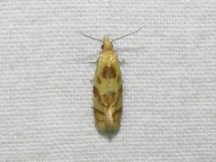 Phtheochroa vitellinana