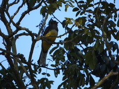 Trogon citreolus citreolus