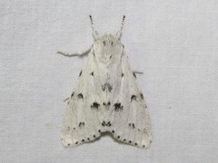 Acronicta innotata