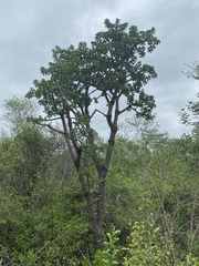 Quiabentia verticillata