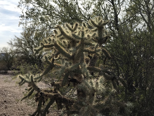 Cylindropuntia fulgida