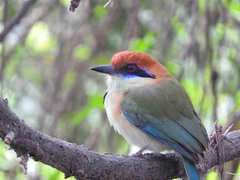 Momotus mexicanus mexicanus