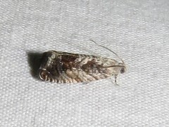 Cydia lacustrina