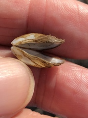 Mytilopsis leucophaeata