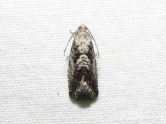 Cydia lacustrina