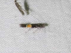 Cosmopterix pulchrimella