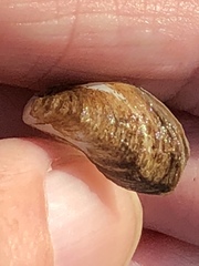 Mytilopsis leucophaeata