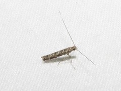 Neurobathra strigifinitella
