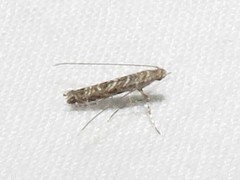 Neurobathra strigifinitella