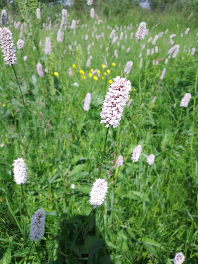 common bistort from Bryansk, Bryansk, Russia on June 14, 2021 at 02:57 ...