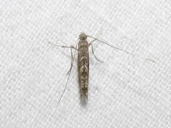 Neurobathra strigifinitella