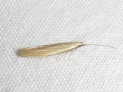 Coleophora rupestrella