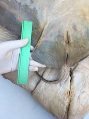 Myliobatis peruvianus