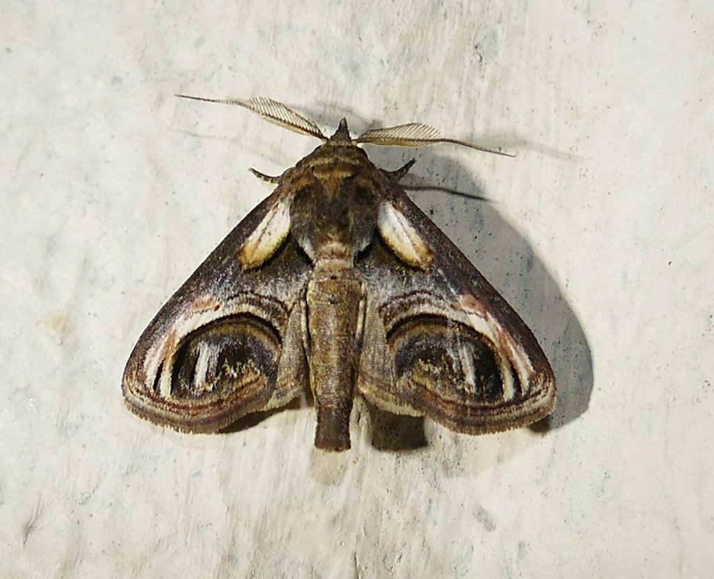 Eyed Paectes Moth