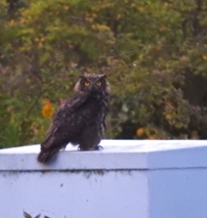 Bubo virginianus saturatus